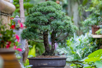 Bonsai