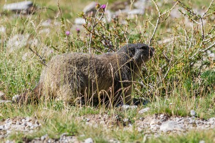 Marmotte, Marmota