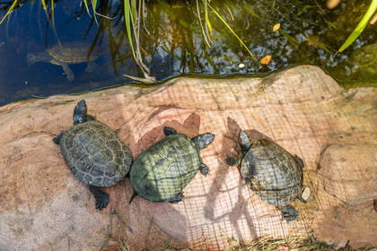Tortue