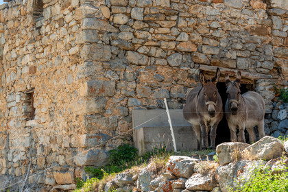Faune Corse