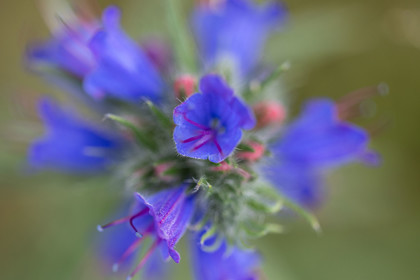 Flore corse