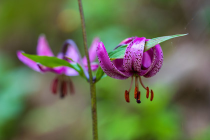 Lys Martagon