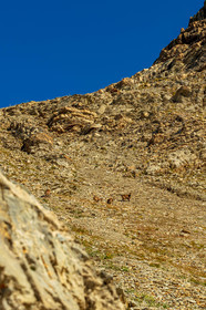 Mont Pelat