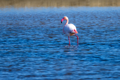 Flamant rose