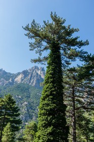 Bavella