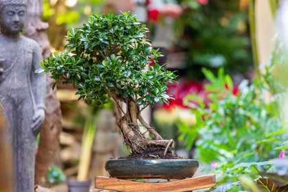 Bonsai Center