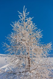 Auron