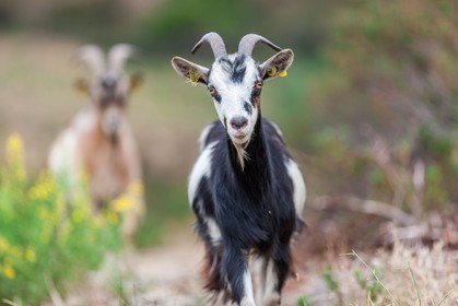 Chèvre corse