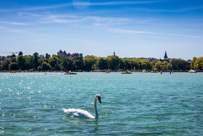 Cygne sur le Lac d'Annecy