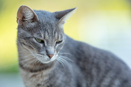 Chat corse