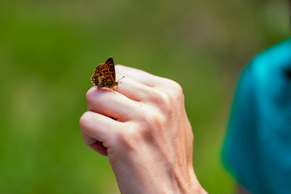France, Alpes-de-Haute-Provence, Val d'Allos