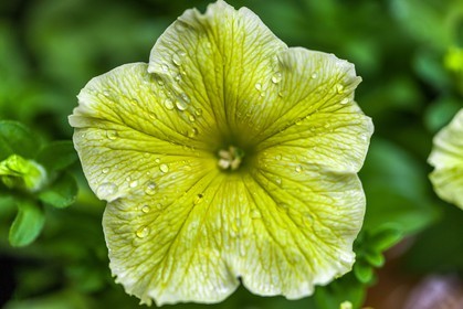 Flore Méditerranéenne