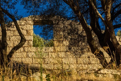 Figari