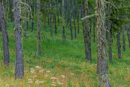 Rando Vtt Lacs de Lignin