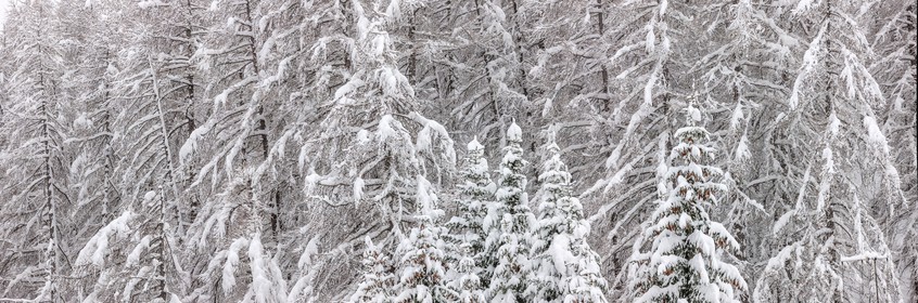 Forêt enneigée
