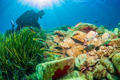 Plongée-sous-marine