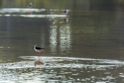 Salins d'Hyères