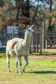 Lama