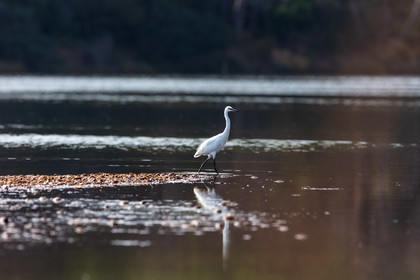 Grande Aigrette