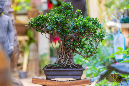 Bonsai Center