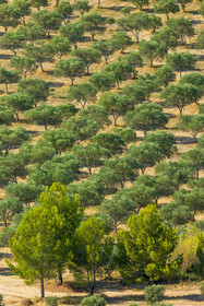 Salon-de-Provence