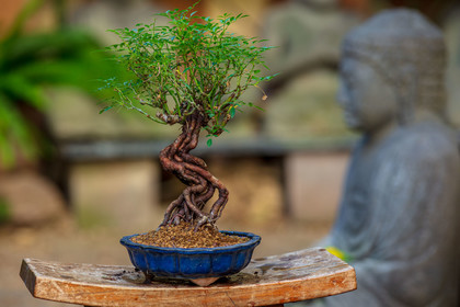 Bonsai