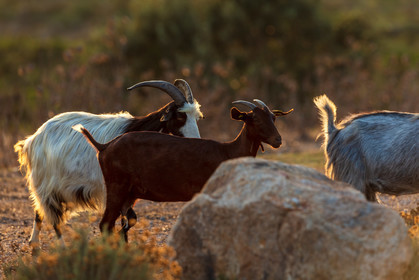 Faune corse