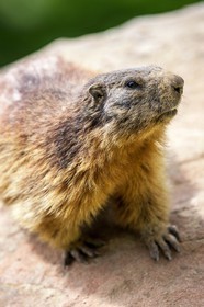 Marmotte, Marmota