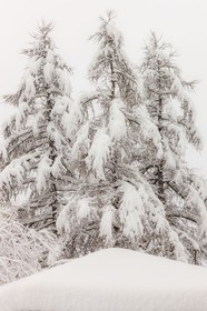 Forêt enneigée
