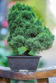 Bonsai