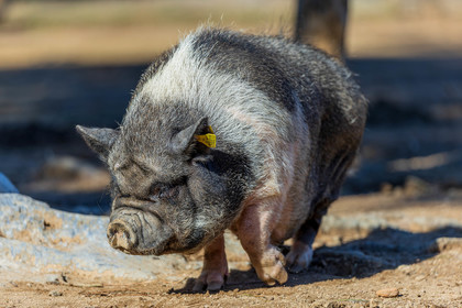 Cochon nain