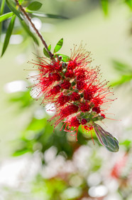 Flore Méditerranéenne