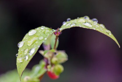 Chèvrefeuille, Lonicera