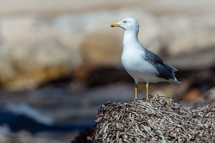 Mouette