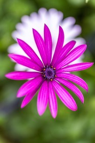 Flore méditerranéenne