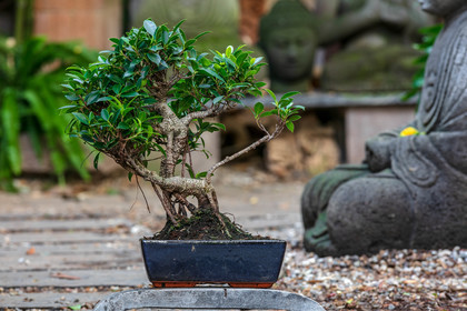 Bonsai