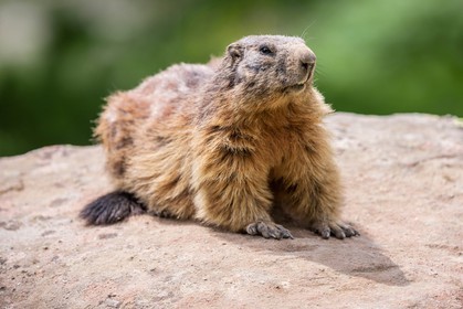 Marmotte, Marmota