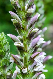 Flore Méditerranéenne