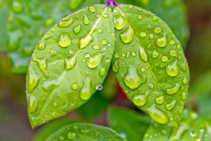 Chèvrefeuille, Lonicera