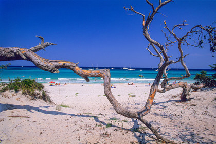 Saleccia