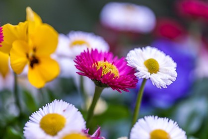 Flore méditerranéenne