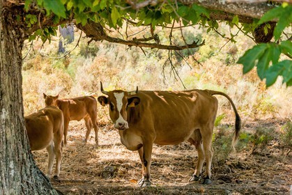 Bocca a croce