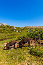 Plateau du Coscione