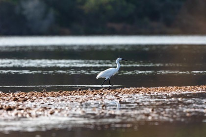 Grande Aigrette