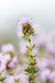 Flore