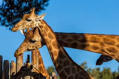 Parc animalier de la Barben