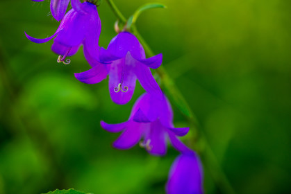 Alpes-de-Haute-Provence (04) Val d'Allos