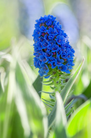 Flore Méditerranéenne