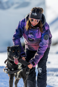 Chien de traineau