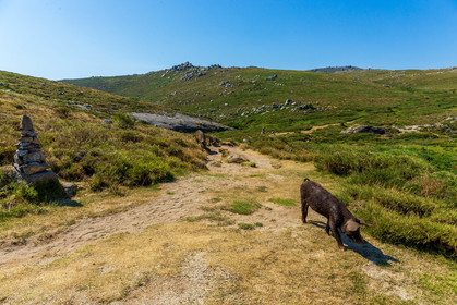 Plateau du Coscione